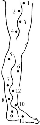 Иллюстрация к книге — Лечение пиявками. Теория и практика гирудотерапии [i_035.jpg]