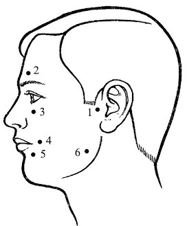 Иллюстрация к книге — Лечение пиявками. Теория и практика гирудотерапии [i_039.jpg]