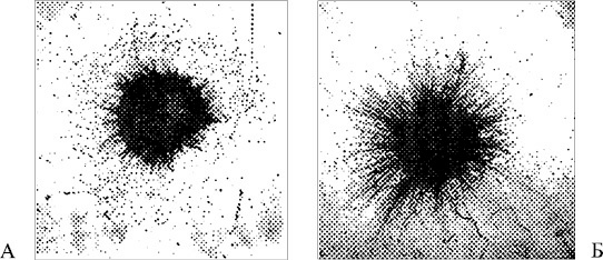 Иллюстрация к книге — Лечение пиявками. Теория и практика гирудотерапии [i_041.jpg]