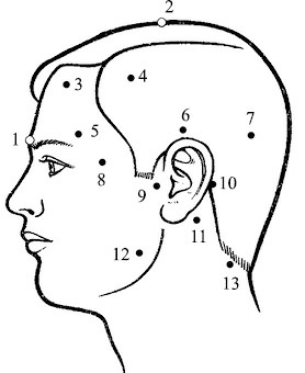 Иллюстрация к книге — Лечение пиявками. Теория и практика гирудотерапии [i_042.jpg]