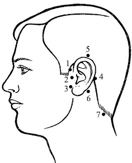 Иллюстрация к книге — Лечение пиявками. Теория и практика гирудотерапии [i_052.jpg]