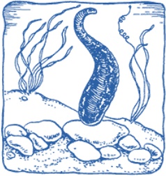 Иллюстрация к книге — Лечение пиявками. Теория и практика гирудотерапии [i_067.jpg]