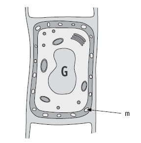 Иллюстрация к книге — Покончим с диетами. Оптимальный вес за две недели на всю жизнь [i_008.jpg]
