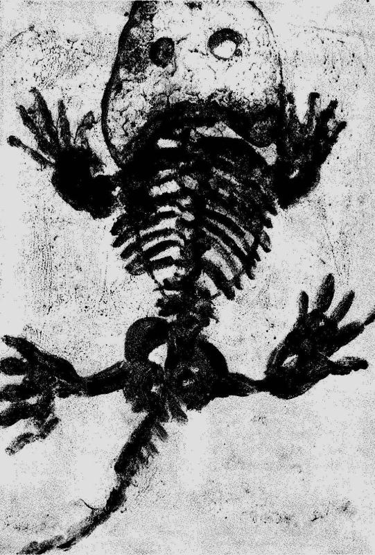 Иллюстрация к книге — Слепой часовщик. Как эволюция доказывает отсутствие замысла во Вселенной [_018.jpg]