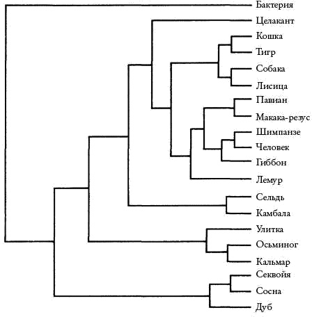 Иллюстрация к книге — Слепой часовщик. Как эволюция доказывает отсутствие замысла во Вселенной [_407.jpg]