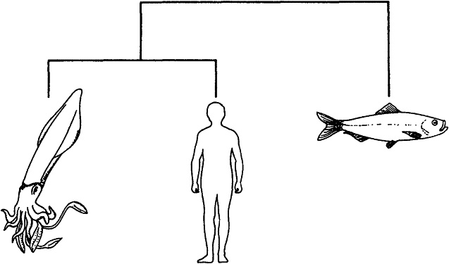 Иллюстрация к книге — Слепой часовщик. Как эволюция доказывает отсутствие замысла во Вселенной [_413_2.jpg]