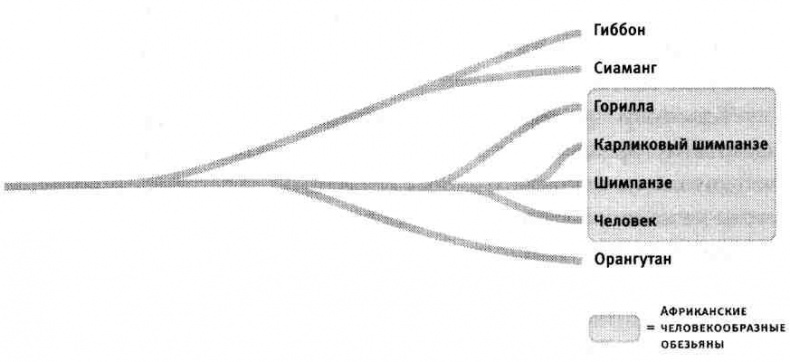 Иллюстрация к книге — Капеллан дьявола. Размышления о надежде, лжи, науке и любви [img3D10.jpg]