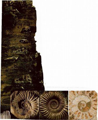 Иллюстрация к книге — Магия реальности. Как мы узнаем истину [i_022.jpg]