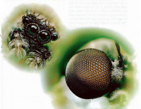 Иллюстрация к книге — Магия реальности. Как мы узнаем истину [i_156.jpg]