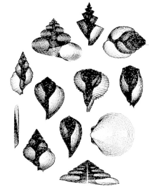 Иллюстрация к книге — Самое грандиозное шоу на Земле. Доказательства эволюции [i_003.jpg]