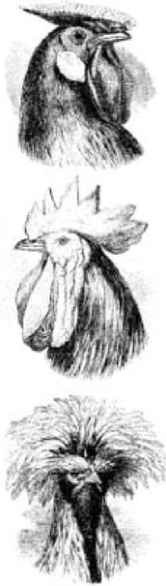 Иллюстрация к книге — Самое грандиозное шоу на Земле. Доказательства эволюции [i_004.jpg]