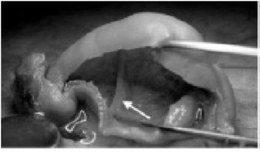 Иллюстрация к книге — Самое грандиозное шоу на Земле. Доказательства эволюции [i_014.jpg]