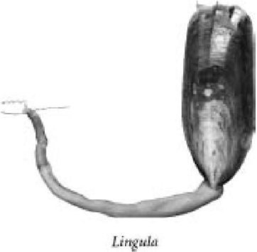 Иллюстрация к книге — Самое грандиозное шоу на Земле. Доказательства эволюции [i_019.jpg]