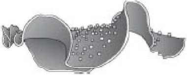 Иллюстрация к книге — Самое грандиозное шоу на Земле. Доказательства эволюции [i_021.jpg]