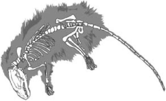 Иллюстрация к книге — Самое грандиозное шоу на Земле. Доказательства эволюции [i_023.jpg]