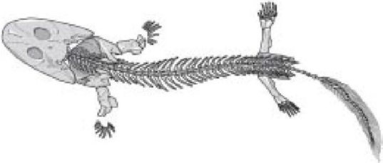 Иллюстрация к книге — Самое грандиозное шоу на Земле. Доказательства эволюции [i_026.jpg]