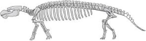 Иллюстрация к книге — Самое грандиозное шоу на Земле. Доказательства эволюции [i_030.jpg]