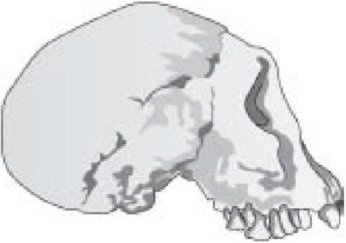 Иллюстрация к книге — Самое грандиозное шоу на Земле. Доказательства эволюции [i_033.jpg]