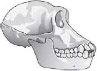 Иллюстрация к книге — Самое грандиозное шоу на Земле. Доказательства эволюции [i_034.jpg]