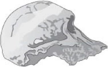 Иллюстрация к книге — Самое грандиозное шоу на Земле. Доказательства эволюции [i_036.jpg]