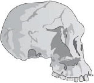 Иллюстрация к книге — Самое грандиозное шоу на Земле. Доказательства эволюции [i_037.jpg]