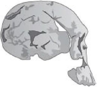 Иллюстрация к книге — Самое грандиозное шоу на Земле. Доказательства эволюции [i_038.jpg]