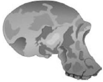 Иллюстрация к книге — Самое грандиозное шоу на Земле. Доказательства эволюции [i_039.jpg]