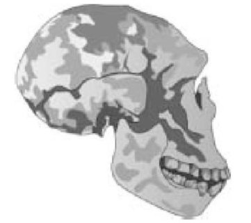 Иллюстрация к книге — Самое грандиозное шоу на Земле. Доказательства эволюции [i_040.jpg]