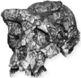 Иллюстрация к книге — Самое грандиозное шоу на Земле. Доказательства эволюции [i_041.jpg]