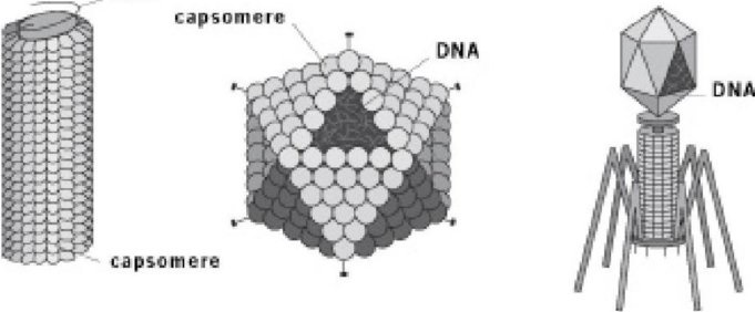 Иллюстрация к книге — Самое грандиозное шоу на Земле. Доказательства эволюции [i_044.jpg]