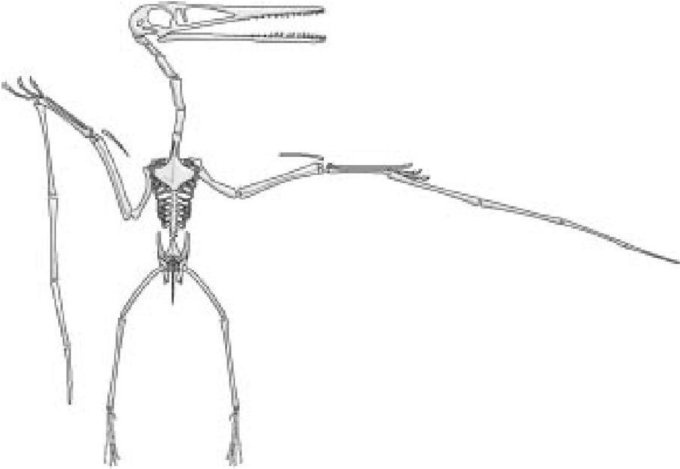 Иллюстрация к книге — Самое грандиозное шоу на Земле. Доказательства эволюции [i_057.jpg]