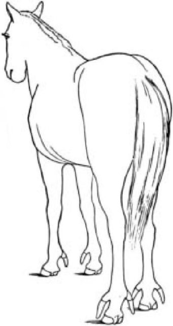 Иллюстрация к книге — Самое грандиозное шоу на Земле. Доказательства эволюции [i_059.jpg]