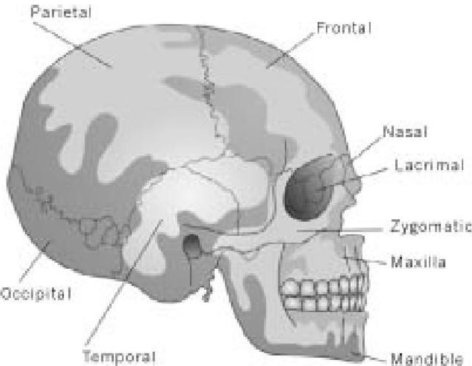 Иллюстрация к книге — Самое грандиозное шоу на Земле. Доказательства эволюции [i_060.jpg]