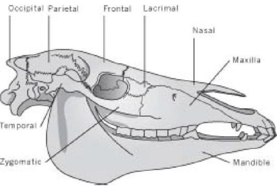 Иллюстрация к книге — Самое грандиозное шоу на Земле. Доказательства эволюции [i_061.jpg]