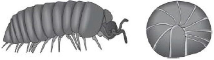 Иллюстрация к книге — Самое грандиозное шоу на Земле. Доказательства эволюции [i_064.jpg]