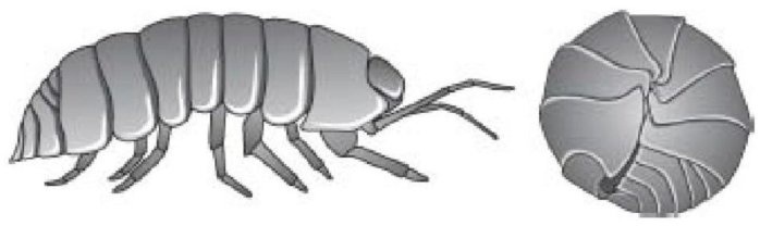 Иллюстрация к книге — Самое грандиозное шоу на Земле. Доказательства эволюции [i_065.jpg]