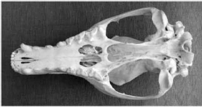 Иллюстрация к книге — Самое грандиозное шоу на Земле. Доказательства эволюции [i_066.jpg]