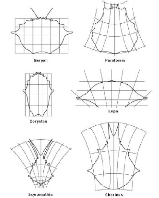 Иллюстрация к книге — Самое грандиозное шоу на Земле. Доказательства эволюции [i_071.jpg]