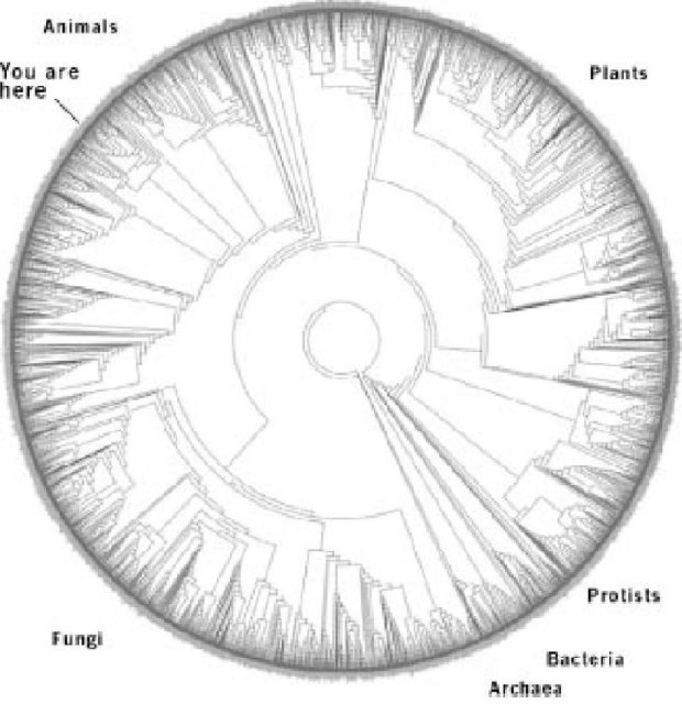 Иллюстрация к книге — Самое грандиозное шоу на Земле. Доказательства эволюции [i_075.jpg]