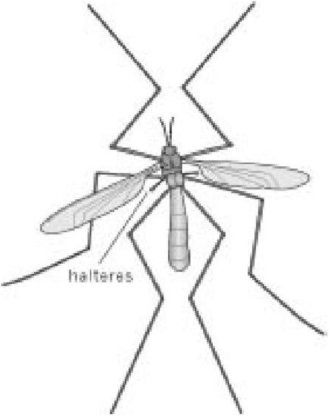 Иллюстрация к книге — Самое грандиозное шоу на Земле. Доказательства эволюции [i_077.jpg]