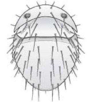 Иллюстрация к книге — Самое грандиозное шоу на Земле. Доказательства эволюции [i_079.jpg]