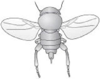 Иллюстрация к книге — Самое грандиозное шоу на Земле. Доказательства эволюции [i_080.jpg]