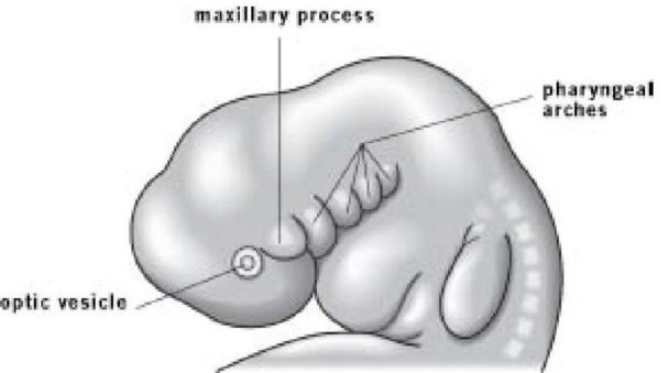 Иллюстрация к книге — Самое грандиозное шоу на Земле. Доказательства эволюции [i_084.jpg]