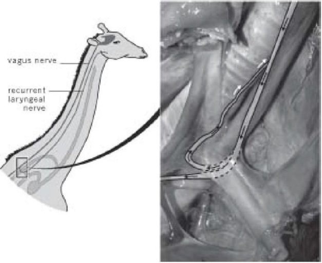 Иллюстрация к книге — Самое грандиозное шоу на Земле. Доказательства эволюции [i_086.jpg]