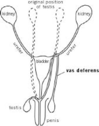 Иллюстрация к книге — Самое грандиозное шоу на Земле. Доказательства эволюции [i_087.jpg]
