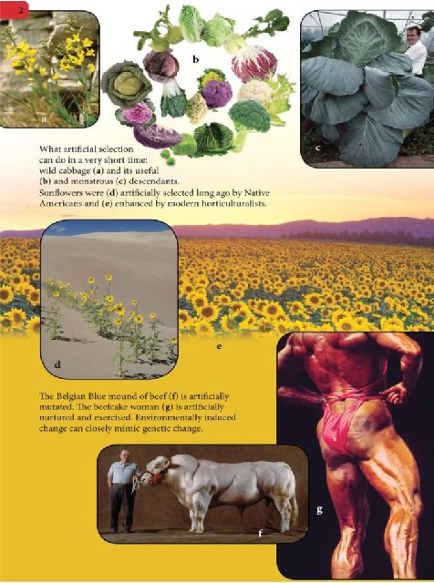 Иллюстрация к книге — Самое грандиозное шоу на Земле. Доказательства эволюции [i_089.jpg]