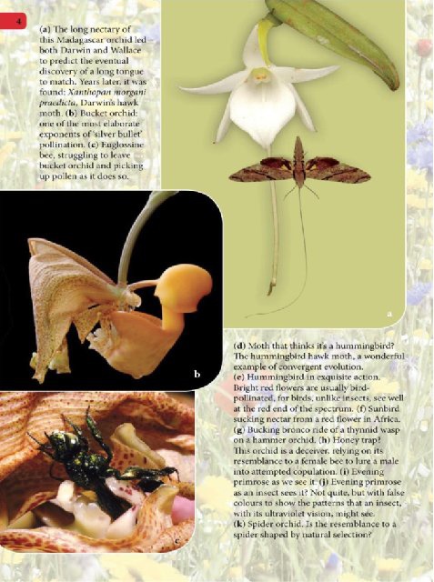 Иллюстрация к книге — Самое грандиозное шоу на Земле. Доказательства эволюции [i_091.jpg]