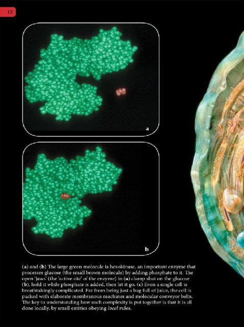 Иллюстрация к книге — Самое грандиозное шоу на Земле. Доказательства эволюции [i_099.jpg]