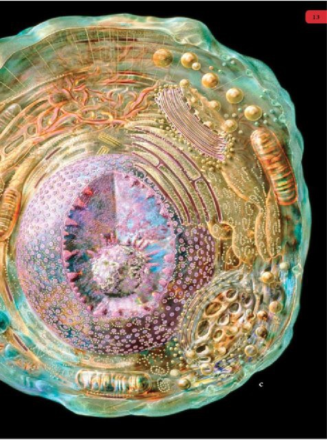 Иллюстрация к книге — Самое грандиозное шоу на Земле. Доказательства эволюции [i_100.jpg]