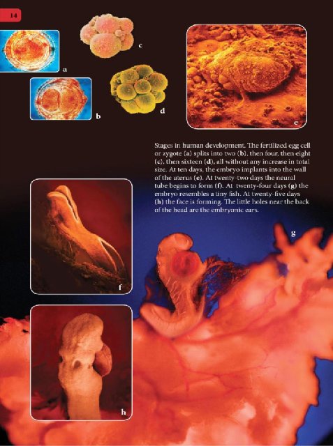 Иллюстрация к книге — Самое грандиозное шоу на Земле. Доказательства эволюции [i_101.jpg]